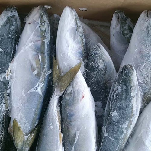 Cá cam đông lạnh